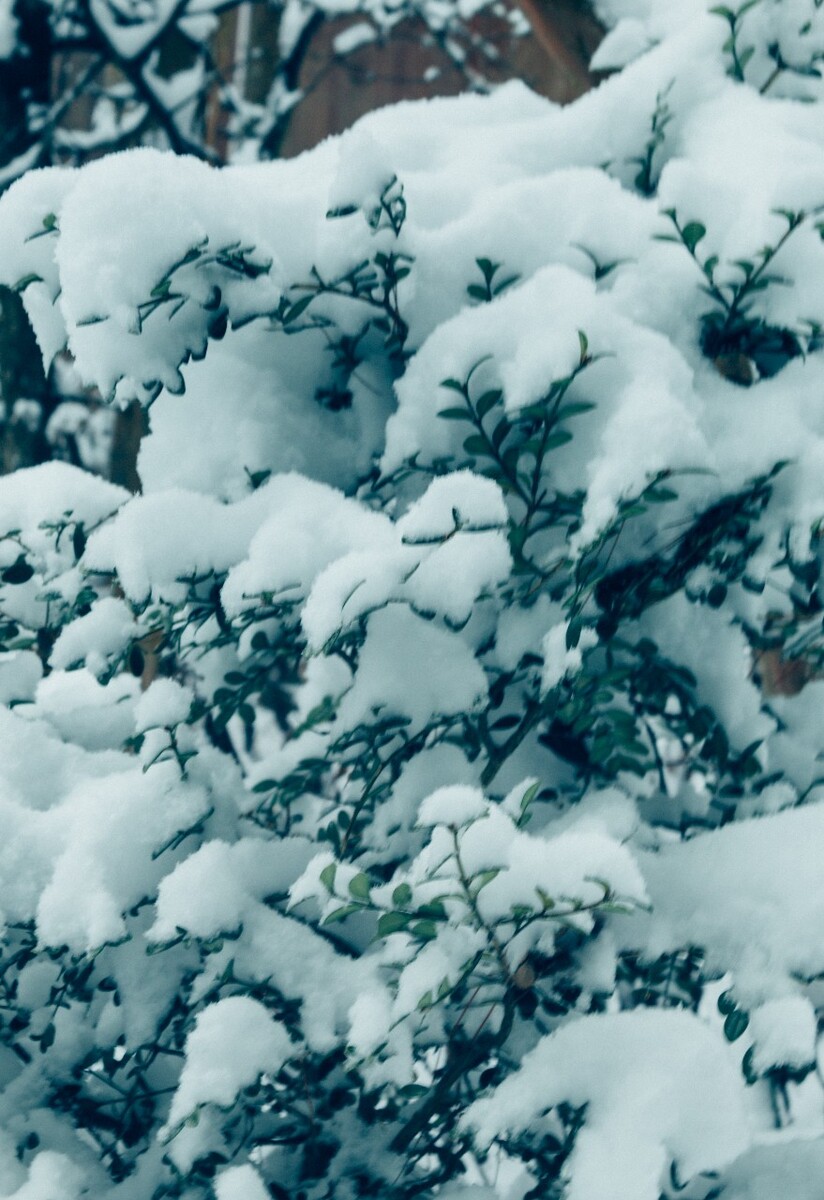 雪 自然 风光 摄影 树枝上的雪 白雪 雪景