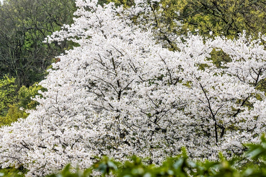 樱花 白色樱花 植物 风光 色彩 自然 环境 西湖春天 西湖之春 西湖风光 风景