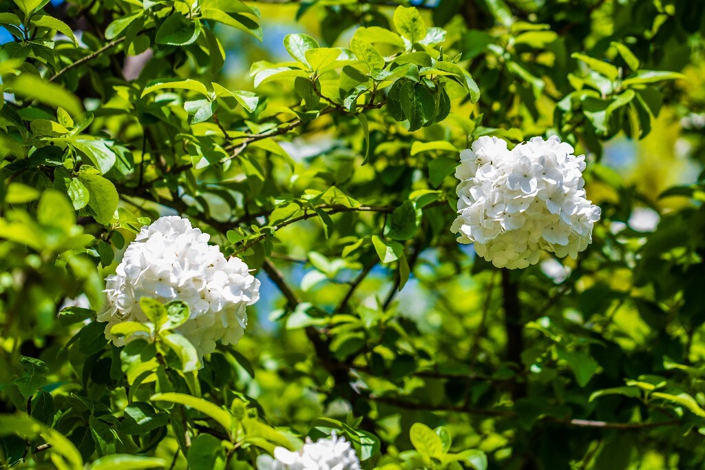 八仙花 粉团花 草绣球 紫绣球 紫阳花 绣球 木绣球 山绣球 摄影 植物 风光 摄影