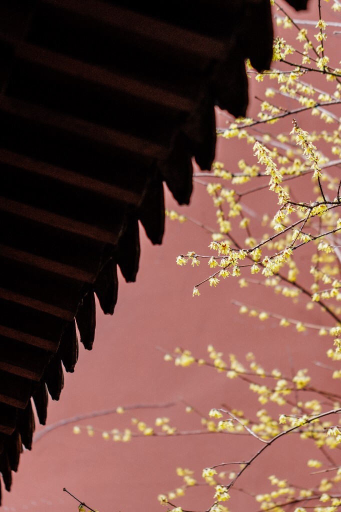 梅花 腊梅 风光 摄影 自然 植物 微距 旅行 建筑 钱王祠