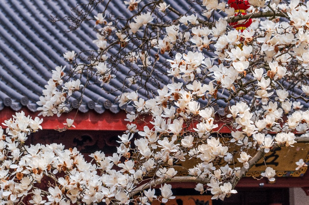 玉兰 玉兰花 植物 微距 摄影 风光 自然 法喜寺 500年玉兰 旅行 白色的玉兰