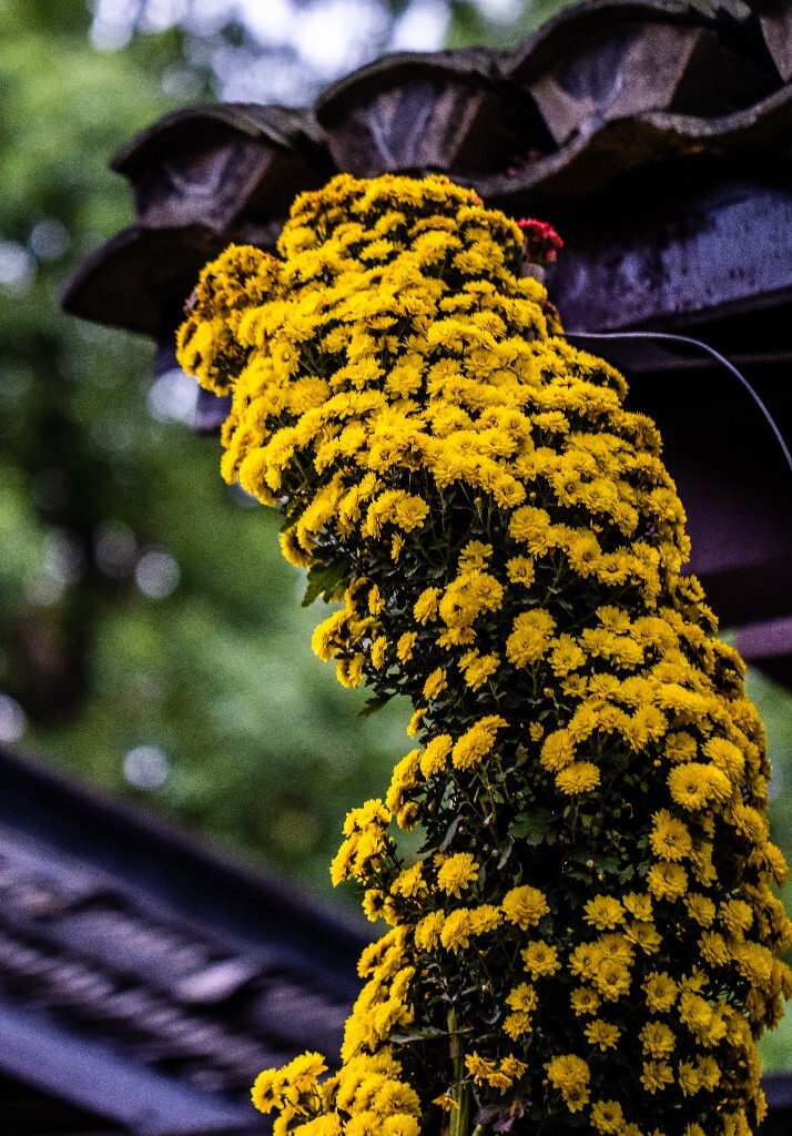 菊花 寿客 金英 黄华 秋菊 陶菊 日精 女华 延年 隐逸花 家菊 花儿 盛开的菊花