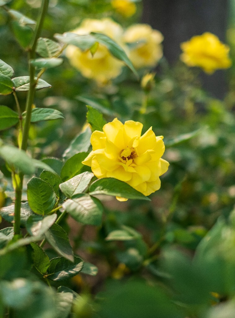 月季 摄影 风光 花儿  花中皇后 月月红 月月花 长春花 四季花 胜春 植物 花朵 