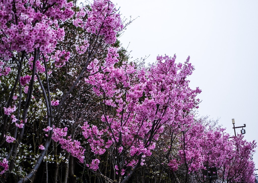 粉色樱花 色彩 花 花朵 花儿 樱花 <a href="https://tuchong.com/tags/%E6%84%9F%E7%9F%A5%E6%98%A5%E5%A4%A9%E6%9D%A5%E4%B8%B4%E7%9A%84%E7%9E%AC%E9%97%B4/" target="_blank">#感知春天来临的瞬间</a>
