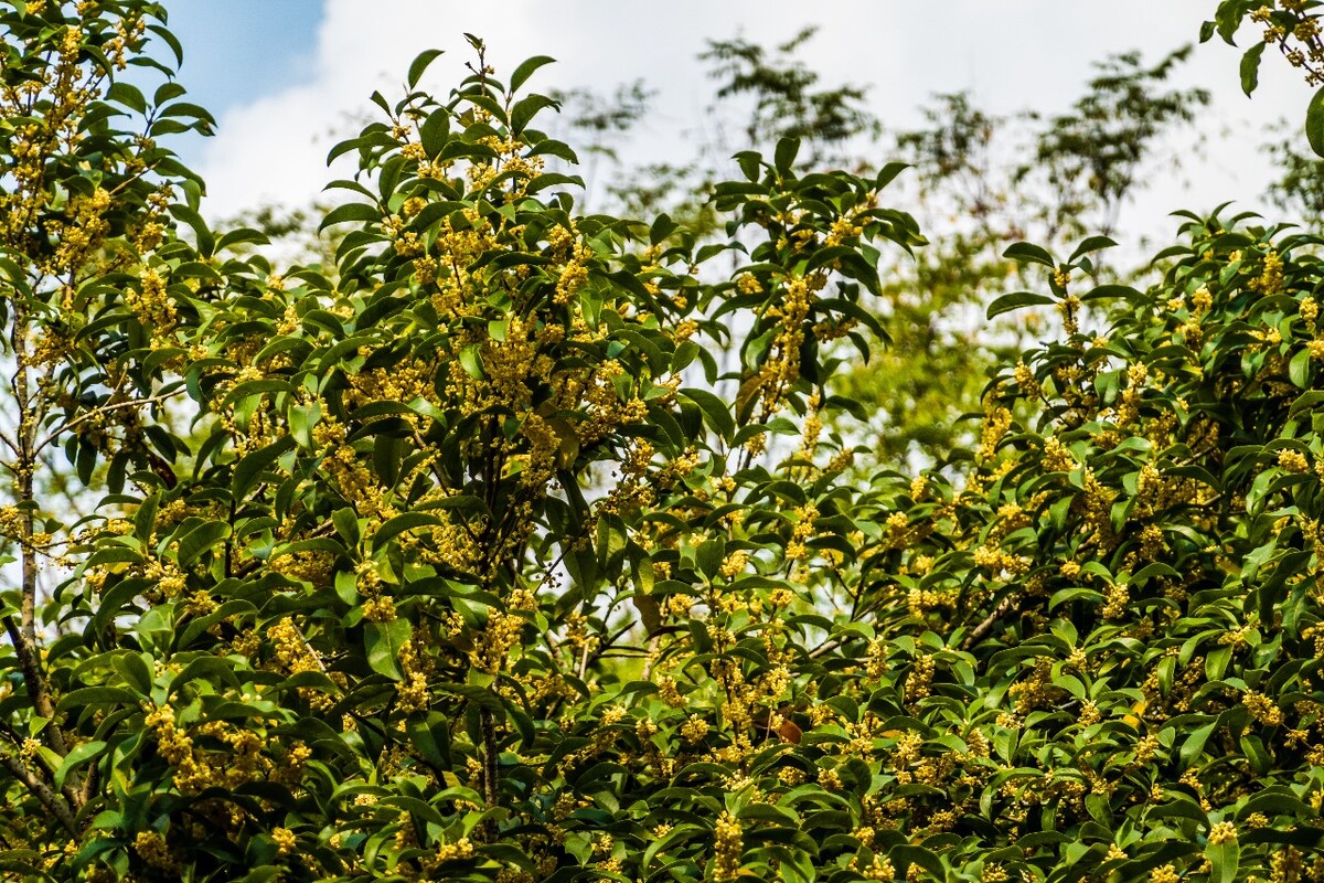 桂花 花朵 植物 摄影 旅行 花儿 金桂 银桂 岩桂 木犀 九里香 金