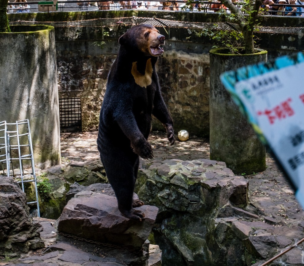 动物 摄影 太阳熊 网红太阳熊 动物摄影 旅行 抓拍