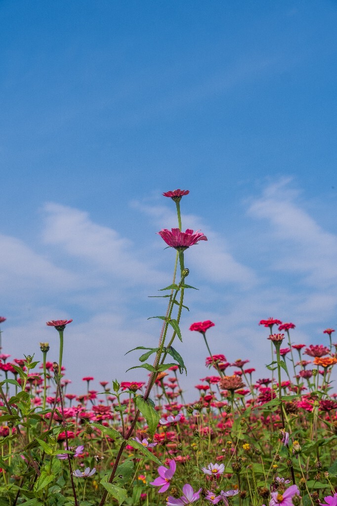百日菊 百日草 步步高 火球花 对叶菊 秋罗 步步登高 不等高 植物 摄影 风光