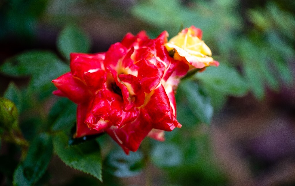 植物 花草 摄影 风光 微距 旅行 下雨天 月季 丰花月季 四季花 月月红