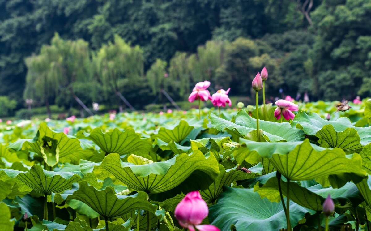 荷叶 荷塘 荷 植物 叶子 莲花 水芙蓉 莲花 水芙蓉 藕花 芙蕖 水芝 水华 泽芝 中国莲 摄影 特写 自然 风光