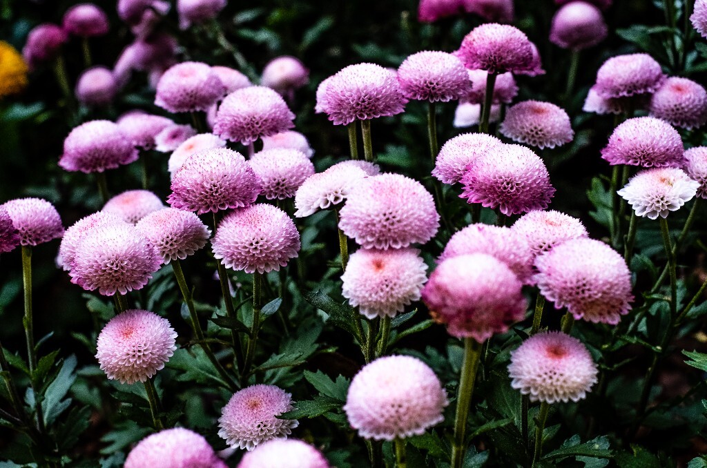 菊花 寿客 金英 黄华 秋菊 陶菊 日精 女华 延年 隐逸花 家菊 花儿 盛开的菊花