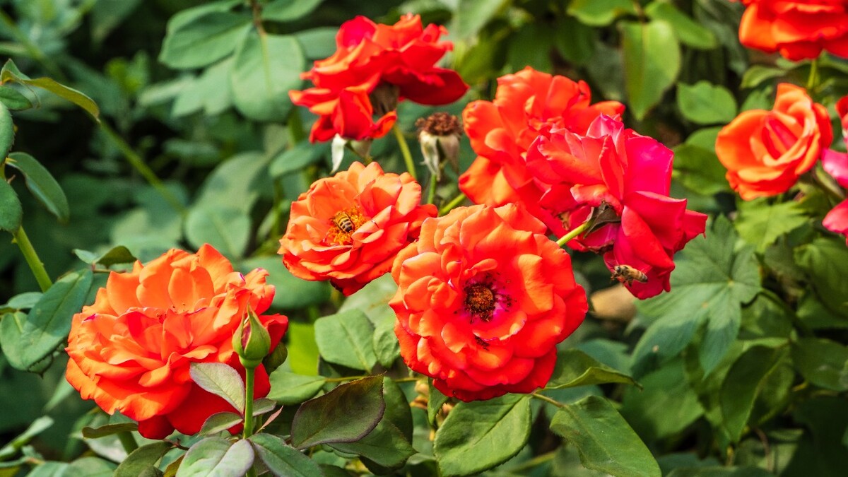 月季 玫瑰 月月红 月月花 长春花 四季花 胜春 摄影 图片