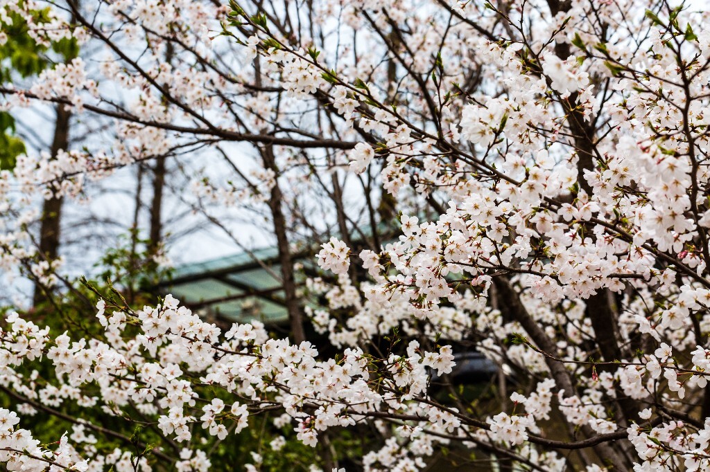 樱花 东京樱花 日本樱花 花朵 盛开的樱花 白色的樱花 花儿 花