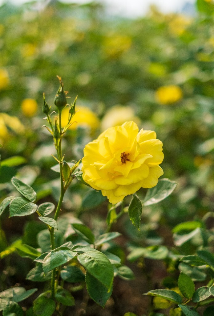 月季 摄影 风光 花儿  花中皇后 月月红 月月花 长春花 四季花 胜春 植物 花朵 