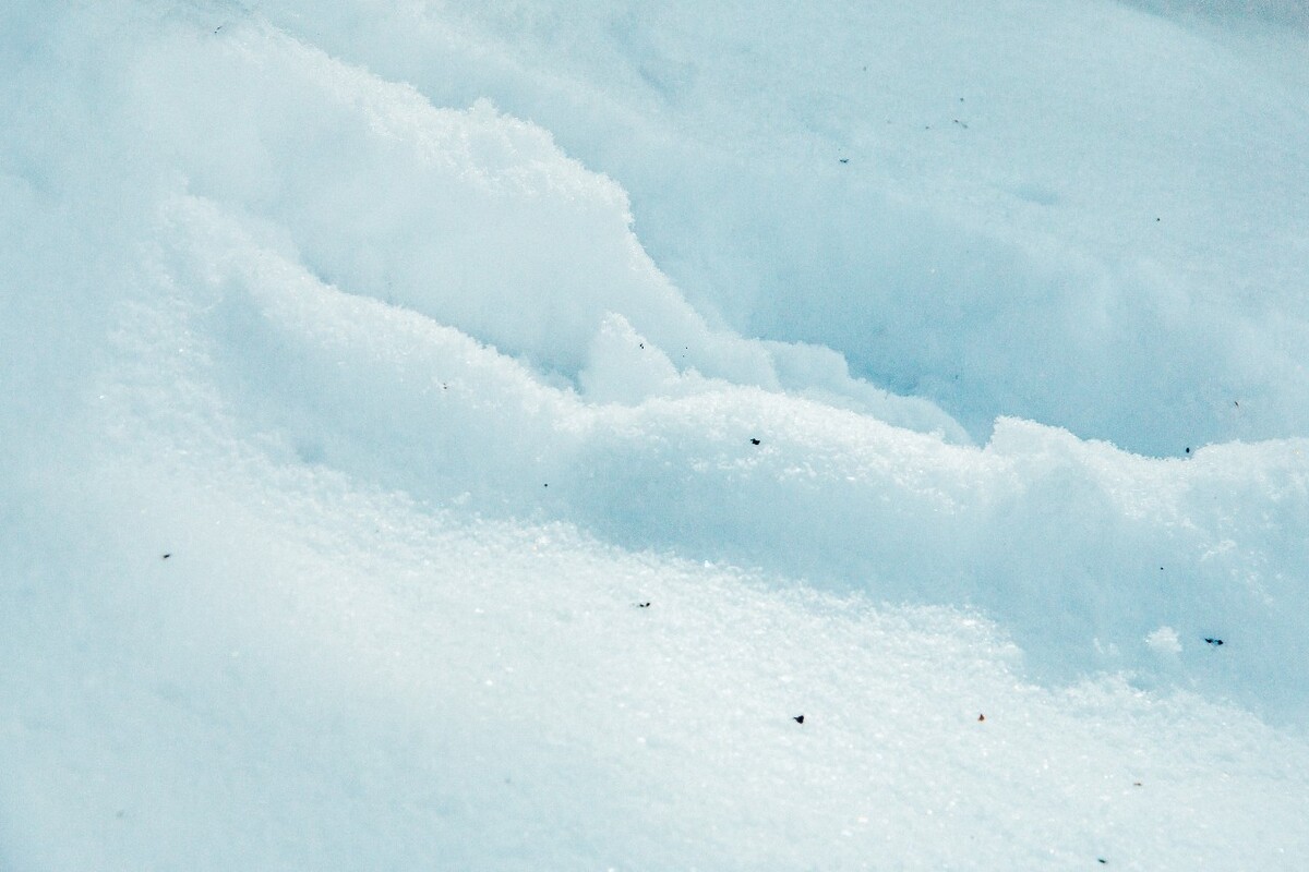 植物 雪景 大自然 自然 雪中的植物 白雪 黄山雪景 索道 黄山 森林雪景
