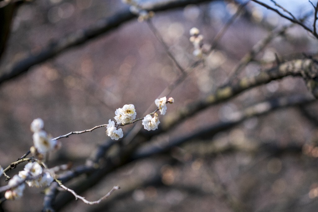 蜡梅 金梅 腊梅 蜡花 蜡梅花 蜡木 麻木紫 石凉茶 唐梅 香梅 植物 微距 摄影 风光 花朵 花草