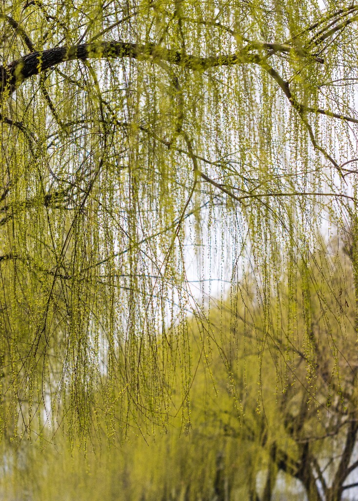 柳树 垂柳 西湖柳树 二月的柳树 西湖柳树 风光 自然 摄影 西湖风光