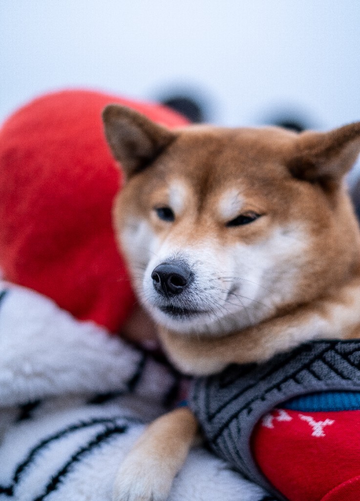 狗狗 宠物 摄影 旺星人 柴犬  西巴犬 旅行 街拍