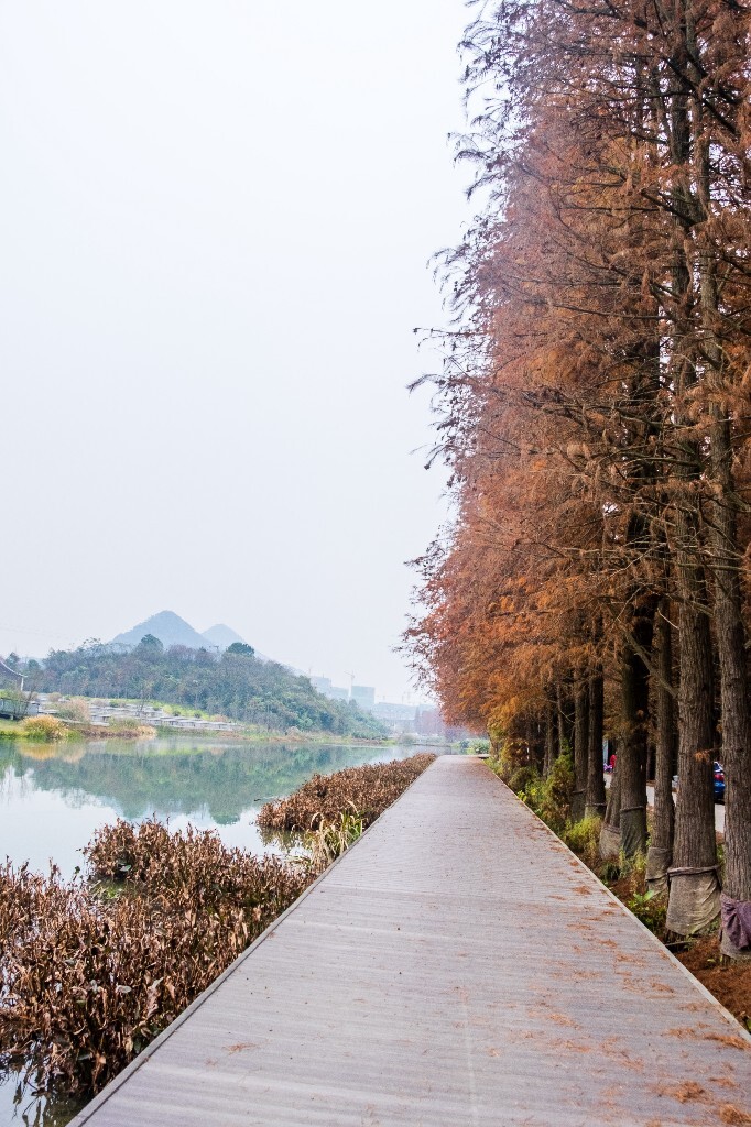 落叶乔木 水杉 梳子杉 树木 秋季 秋天 秋天的颜色 图片 摄影 风光 旅游