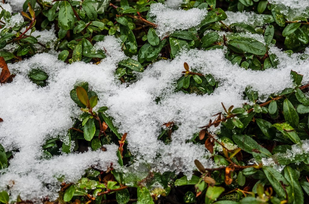 雪景 风光 风景 雪 2022年第一场雪 自然 风光 植物 旅行