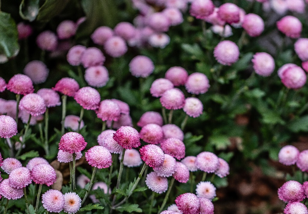 菊花 寿客 金英 黄华 秋菊 陶菊 日精 女华 延年 隐逸花 家菊 花儿 盛开的菊花