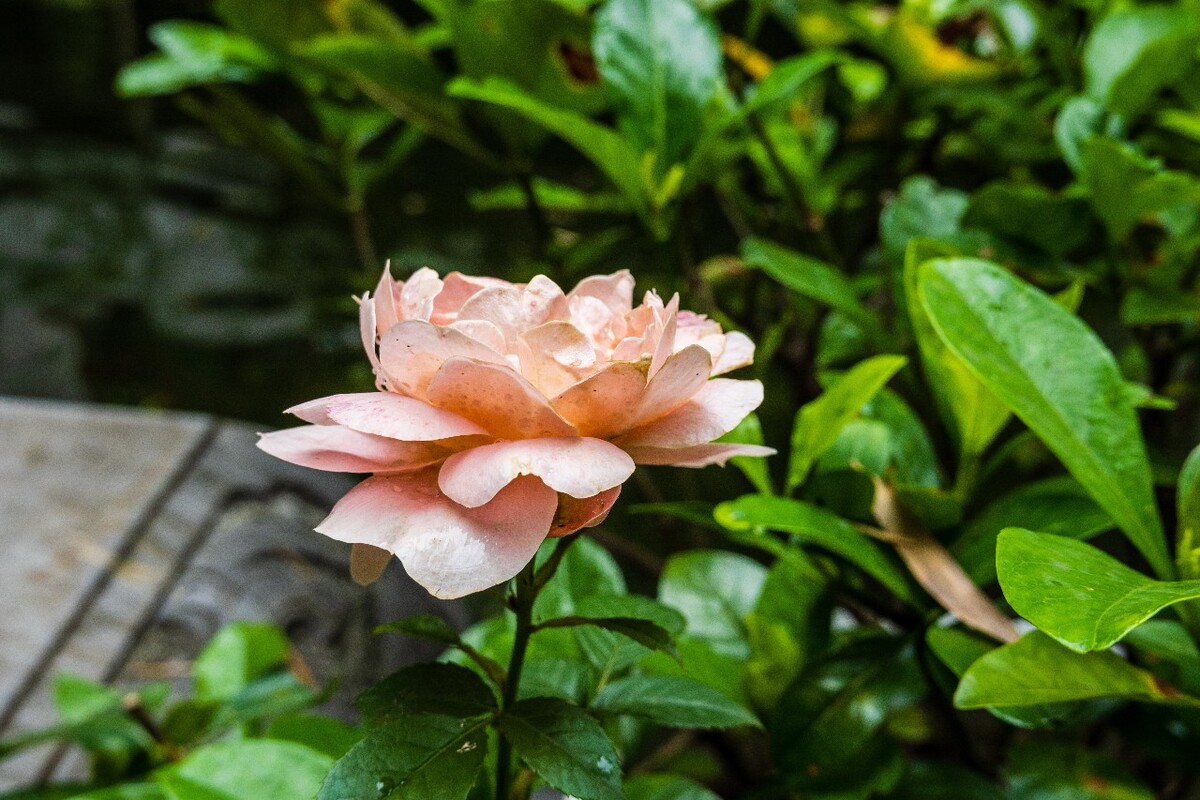 植物 花草 摄影 自然 风光 月月红 月月花 长春花 四季花 胜春
