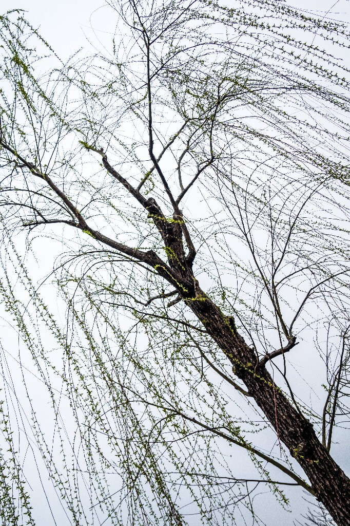 柳树 风光 西湖风光 自然 摄影 西湖柳树 旅行 春天 植物 柳叶