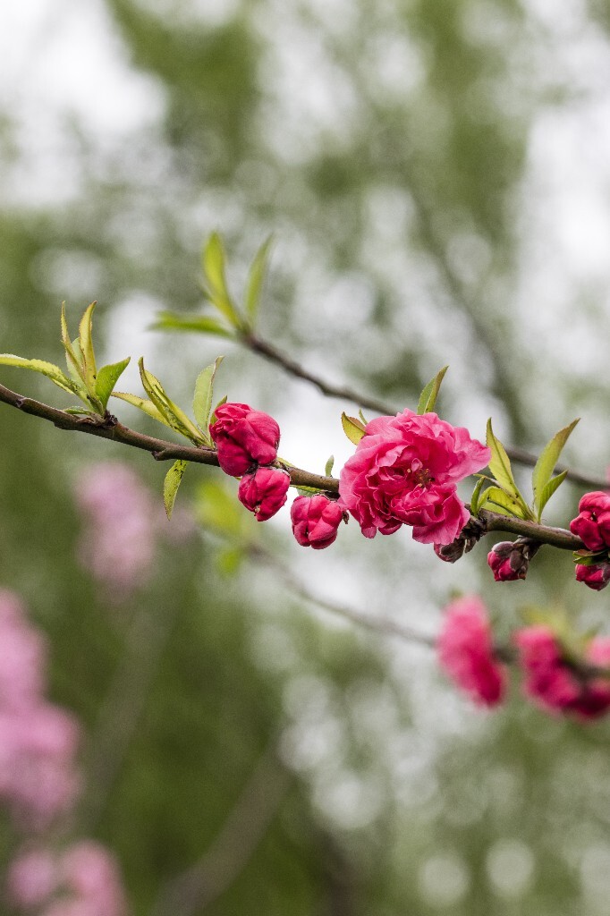 西湖桃花 桃花 自然 微距 风光 色彩 西湖之春 春天 桃红柳绿 西湖三月天