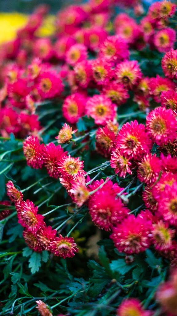 寿客 金英 黄华 秋菊 陶菊 日精 女华 延年 隐逸花 家菊 摄影 花朵花儿 盛开的菊花