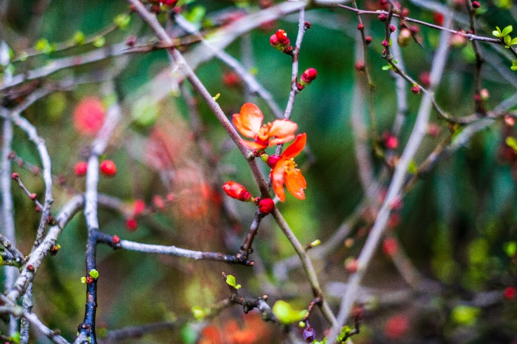 花草 花卉  海棠花  图片 摄影 风光  花朵 花儿