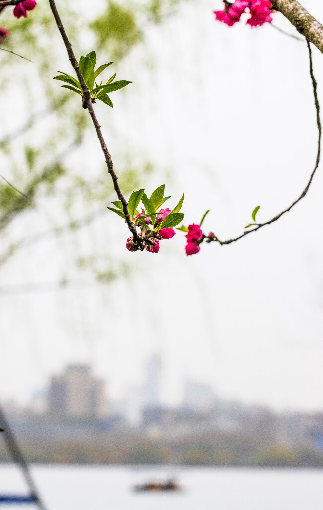 植物 花朵 风光 微距 摄影 西湖桃花 西湖风光 环境 西湖桃花 西湖风光