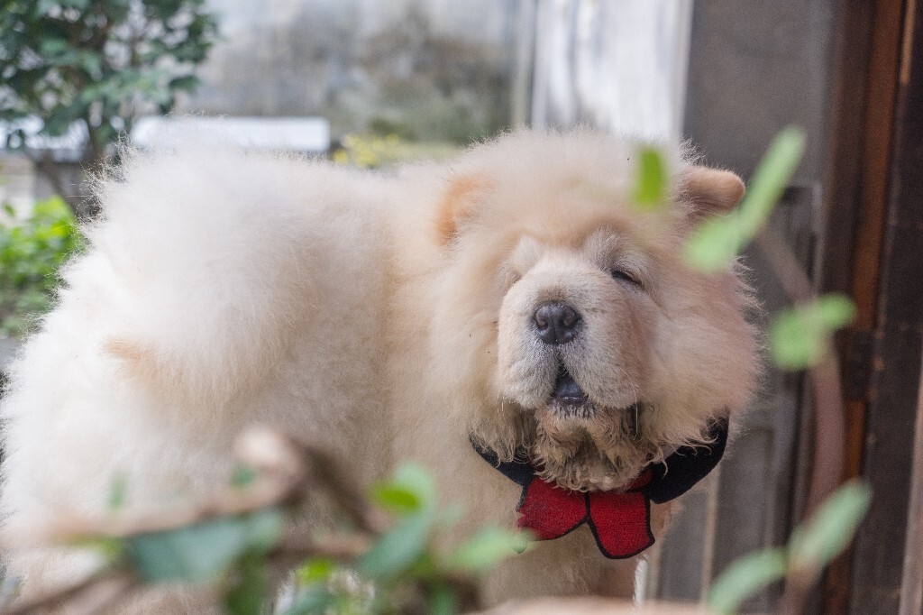 狗狗 松狮犬 宠物狗 旺星人 毛孩子 摄影 旅行
