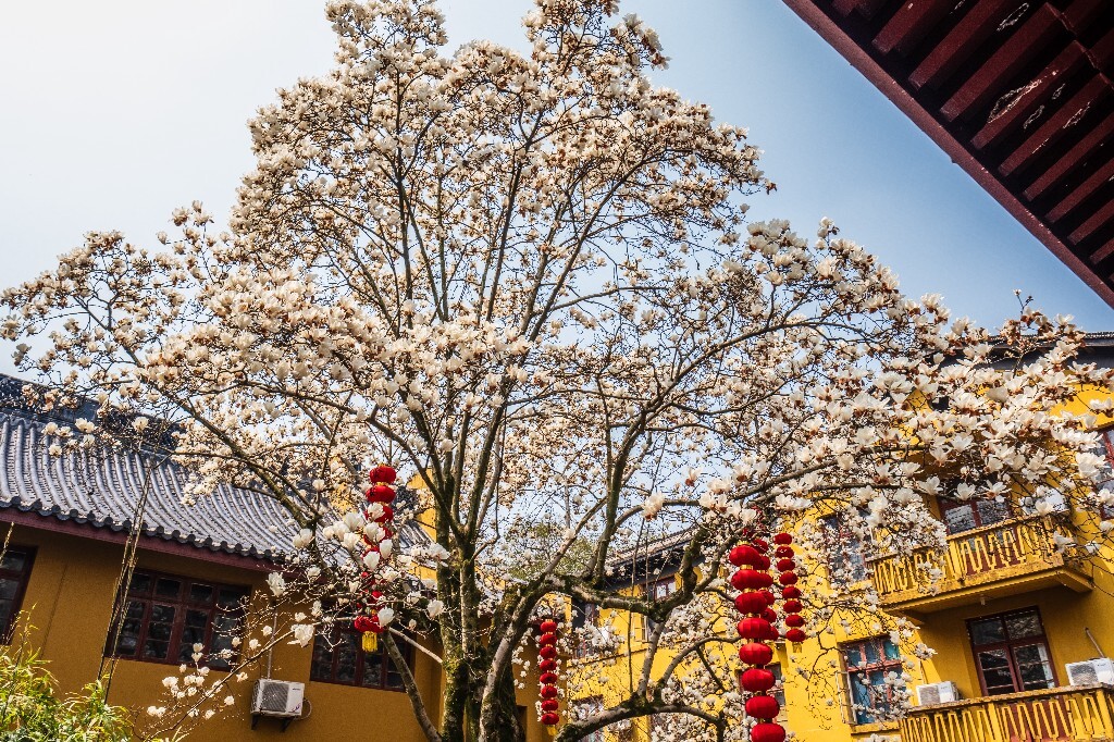 玉兰 玉兰花 植物 微距 摄影 风光 自然 法喜寺 500年玉兰 旅行 白色的玉兰