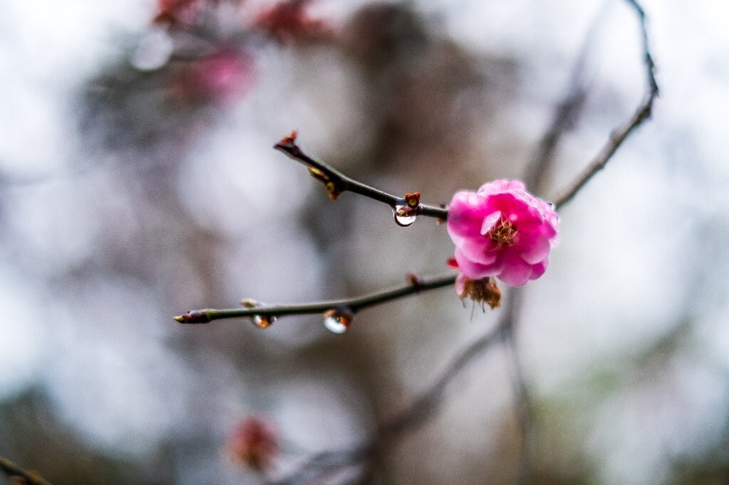 梅花 红色的梅花 梅 图片 摄影 风光 花卉 花朵 旅游 花