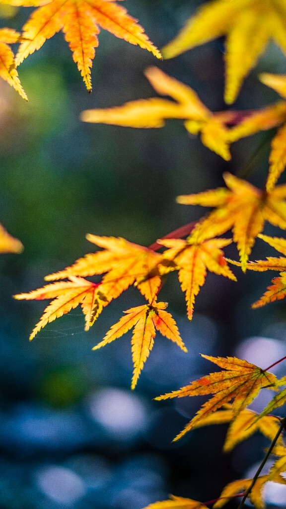 枫叶 红叶 秋天 植物 风光 摄影 自然 旅行 叶子