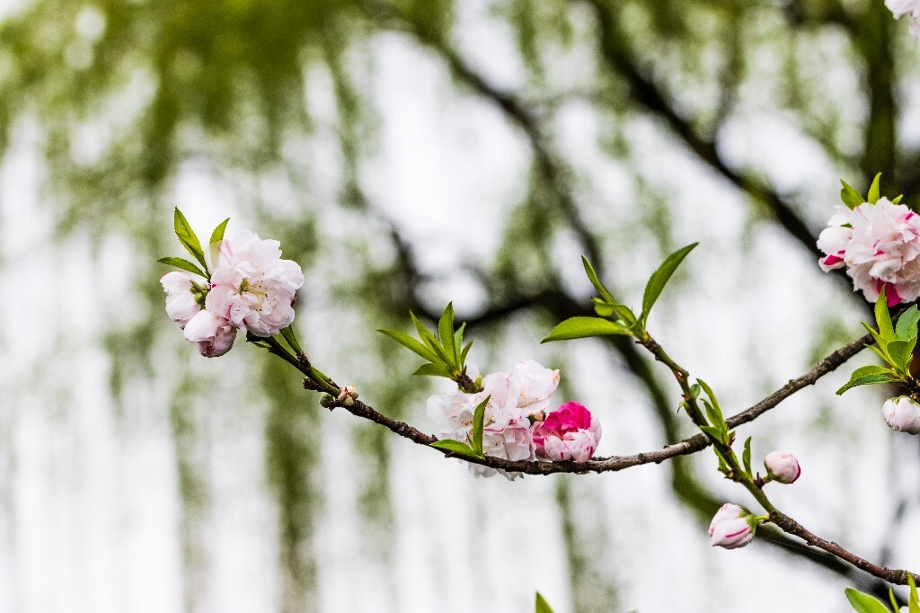 西湖桃花  桃花 自然 微距 风光 色彩 西湖之春    <br />
春天 桃红柳绿 西湖三月天