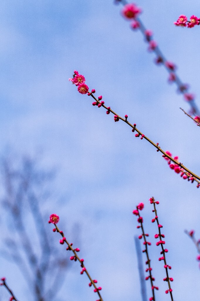 梅花 红色的梅花 梅 图片 摄影 风光 花卉 花朵 旅游 花
