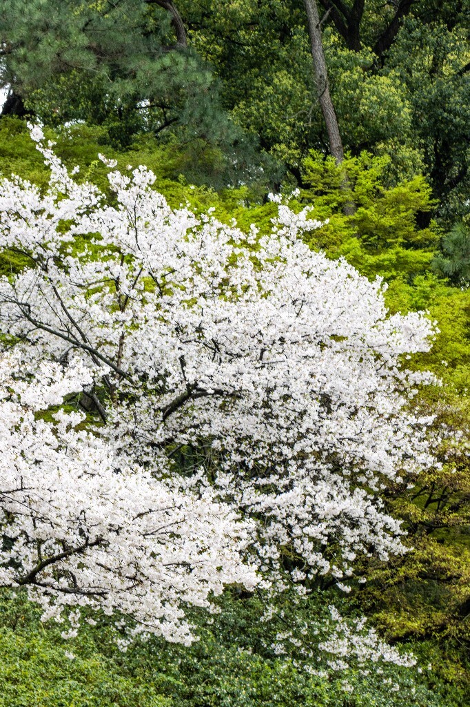 樱花 白色樱花 植物 风光 色彩 自然 环境 西湖春天 西湖之春 西湖风光 风景