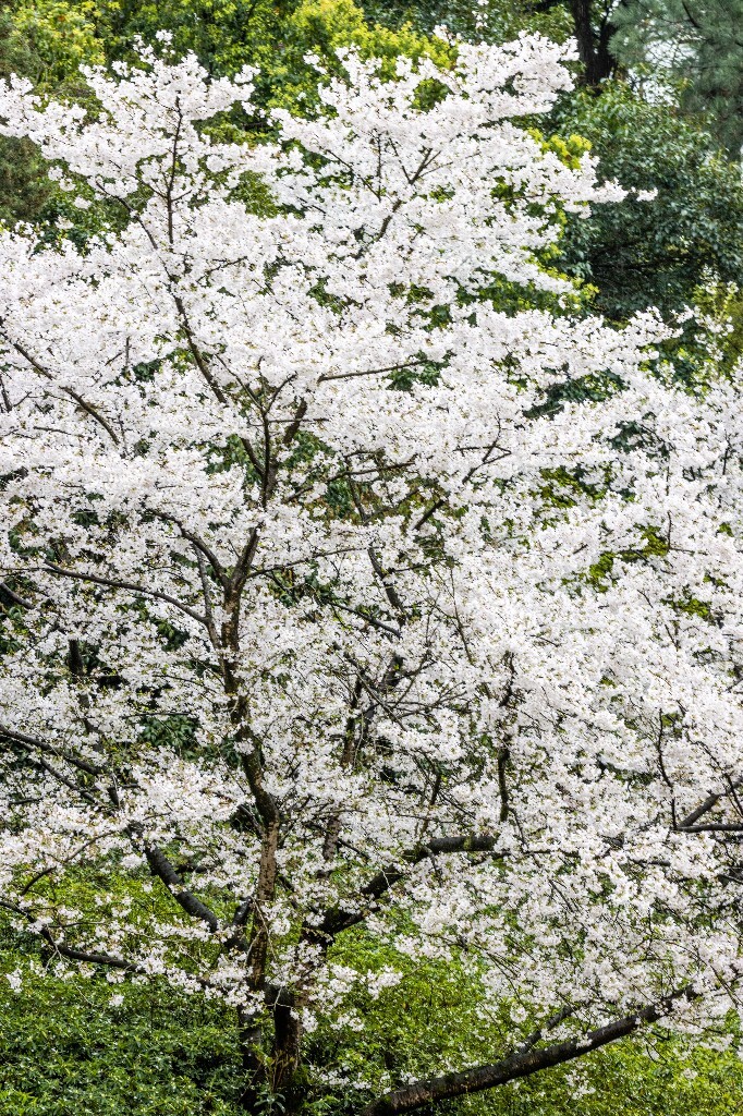 樱花 白色樱花 植物 风光 色彩 自然 环境 西湖春天 西湖之春 西湖风光 风景