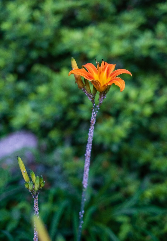 萱草 金针菜 鹿葱 川草花 忘郁 丹棘 摺叶萱草 黄花菜 植物 摄影 风光