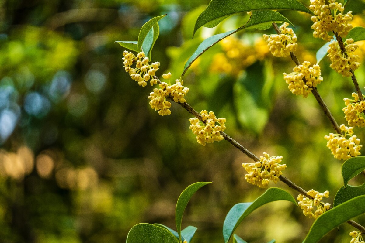 桂花 花朵 植物 摄影 旅行 花儿 金桂 银桂
