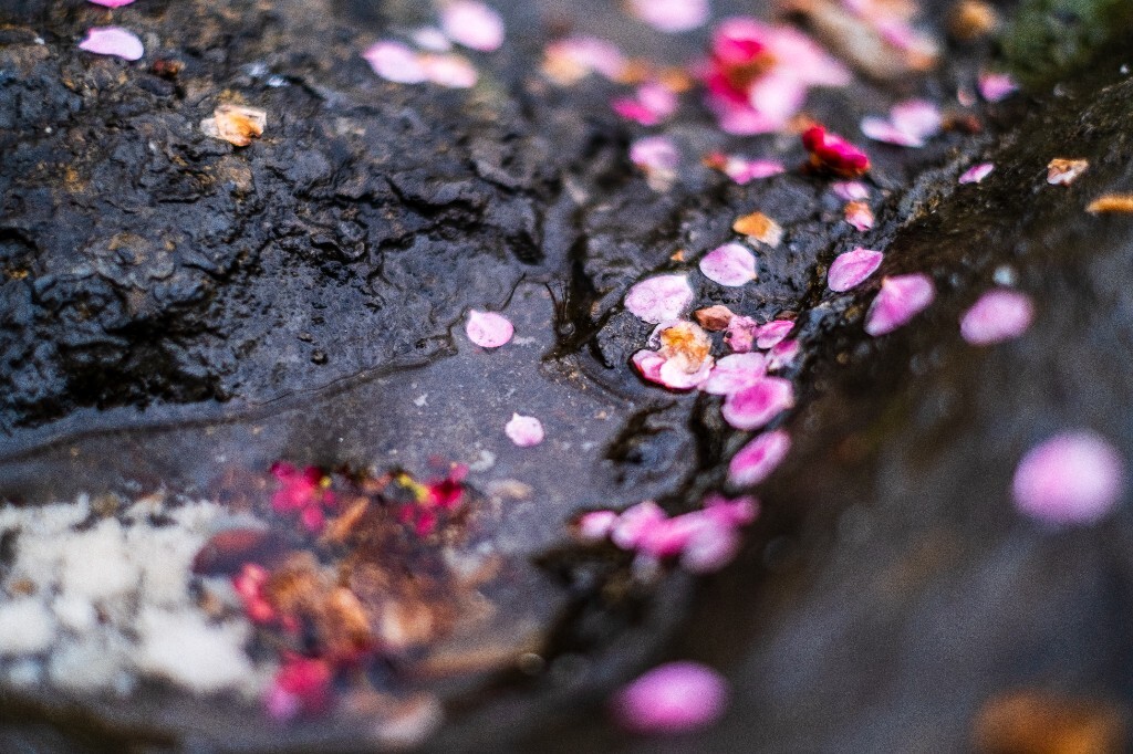 梅花 红色的梅花 梅 图片 摄影 风光 花卉 花朵 旅游 花