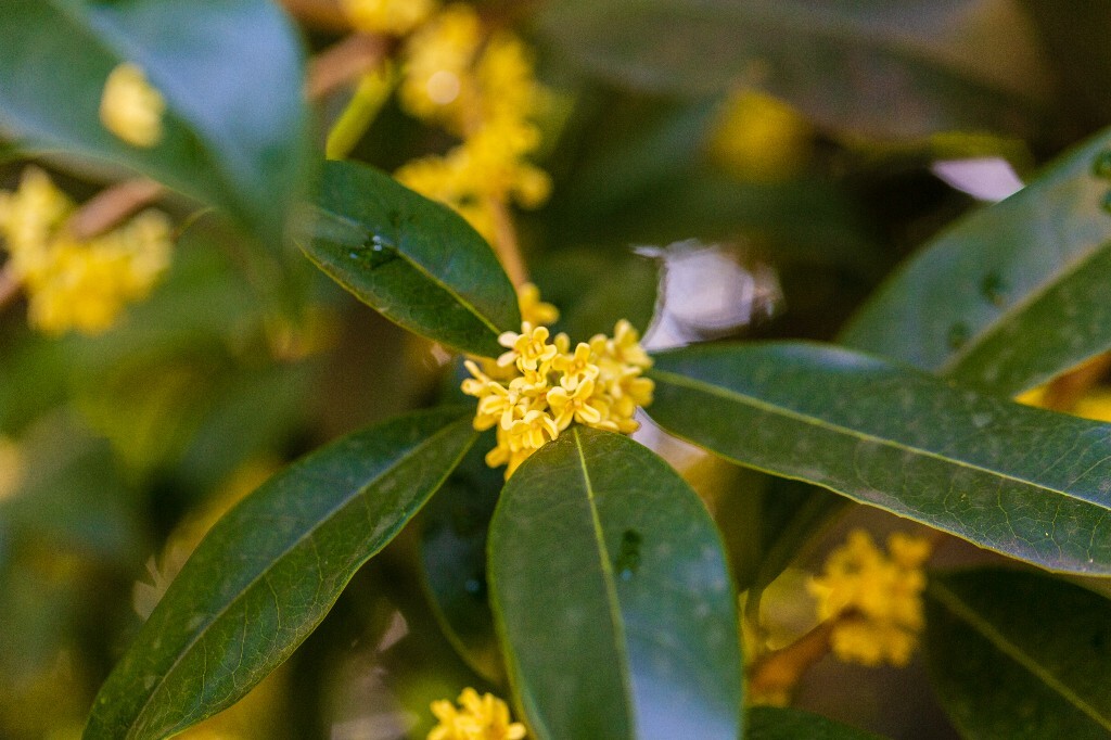 木犀 岩桂 木犀 九里香 桂花 植物 花朵 花儿  摄影 风光  金桂 银桂 丹桂