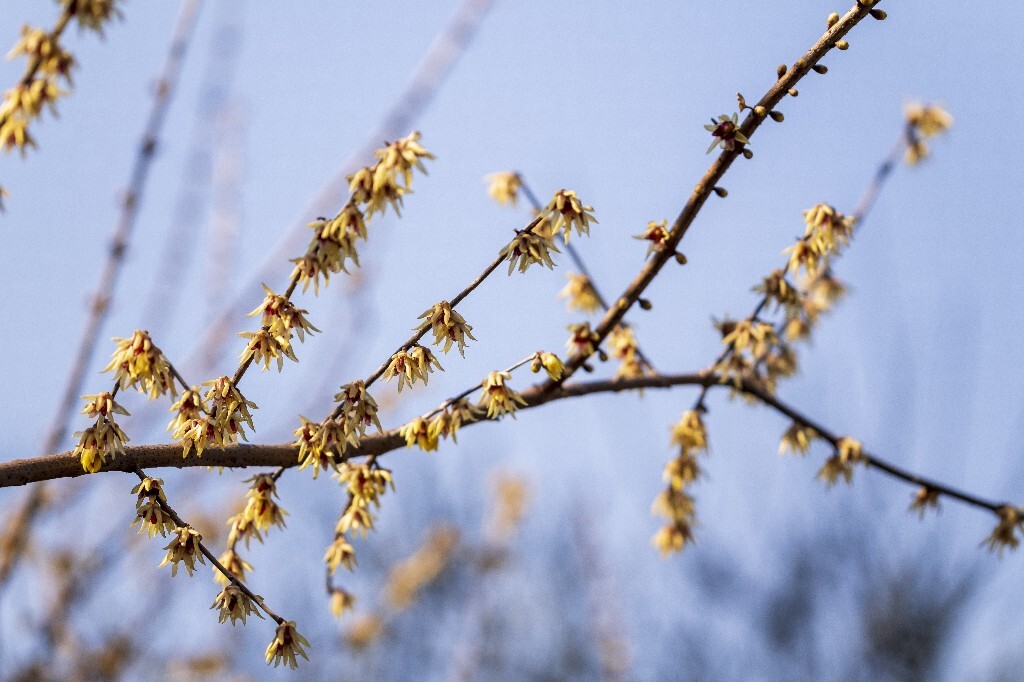 蜡梅 金梅 腊梅 蜡花 蜡梅花 蜡木 麻木紫 石凉茶 唐梅 香梅 植物 微距 摄影 风光 花朵 花草