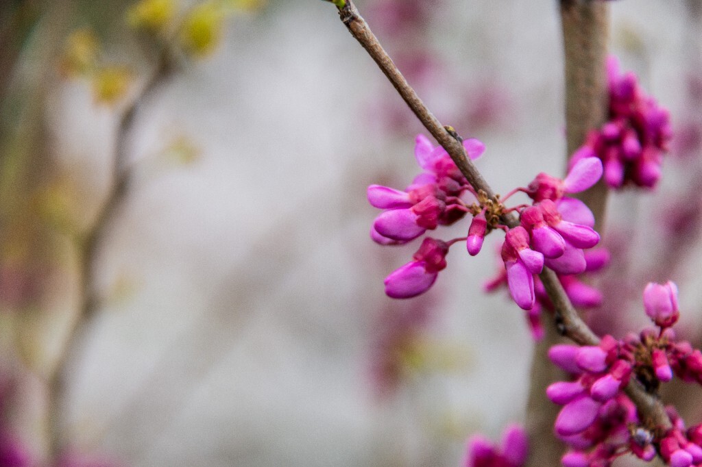 紫珠 裸枝树 满条红 白花紫荆  紫荆 花朵 摄影 风光 自然 