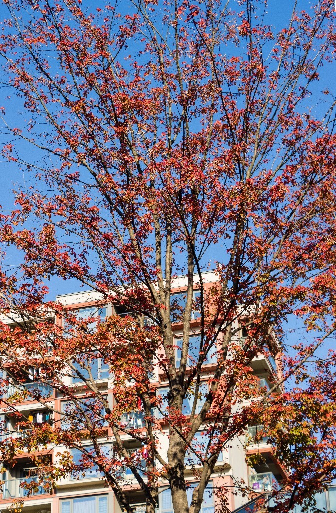 树木 树枝 阳光 树叶 秋天 风光 自然 旅行 摄影 蓝天