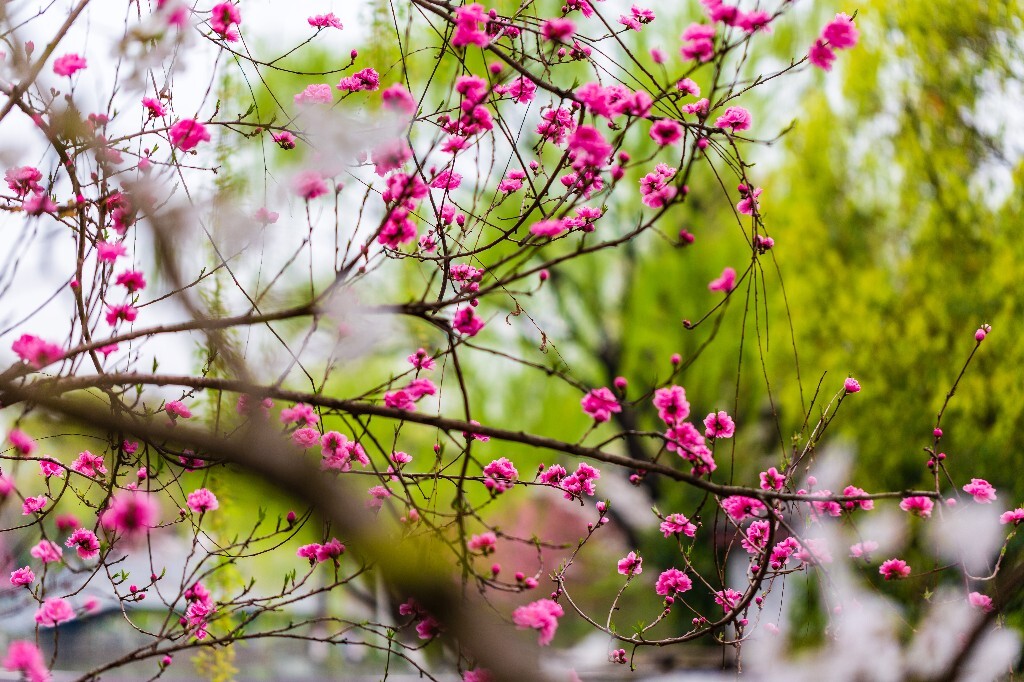 桃花 盛开的花朵 粉色桃 花朵 花儿 植物 摄影