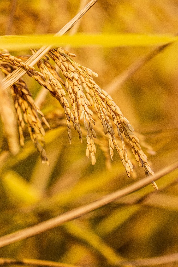 稻田 秋天 秋色 丰收 植物 收获的季节 金黄的稻田