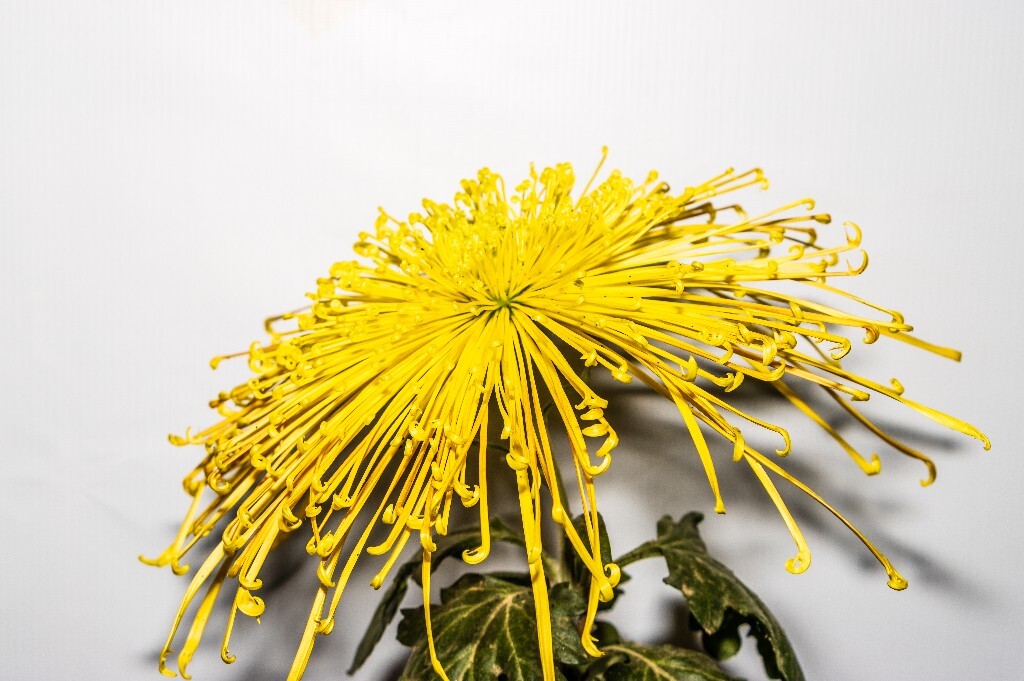 菊花 寿客 金英 黄华 秋菊 陶菊 日精 女华 延年 隐逸花 家菊 植物 花朵 图片 摄影 旅行 菊花展