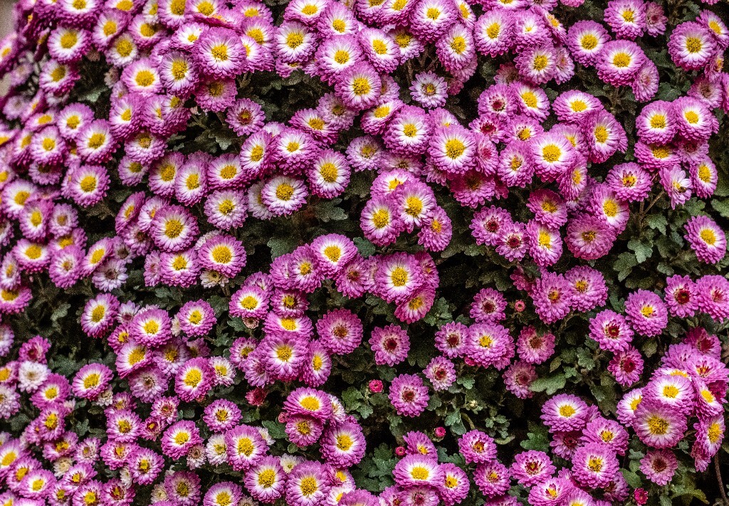 菊花 寿客 金英 黄华 秋菊 陶菊 日精 女华 延年 隐逸花 家菊 花儿 盛开的菊花
