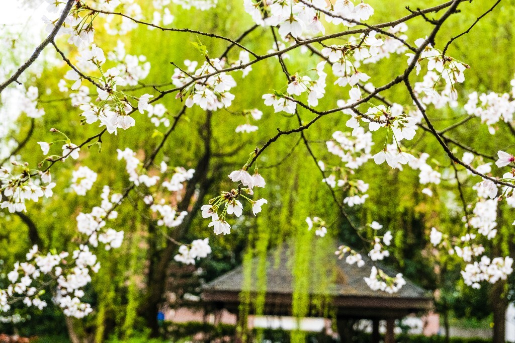 樱花 自然 风光 自然风光 盛开的樱花 花草 花朵 旅行